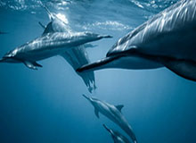 体育平台-中国U20女足3-0领先越南！越南门将击球不远，曾雨佳轻松抽射破门